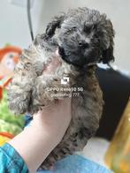 Beschikbaar!, Dieren en Toebehoren, Honden | Chihuahua's en Gezelschapshonden, Poedel, CDV (hondenziekte), 8 tot 15 weken, Meerdere