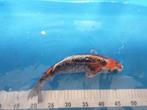 Koi Kikokuryu 33 cm, Dieren en Toebehoren, Vissen | Vijvervissen, Karper of Koi