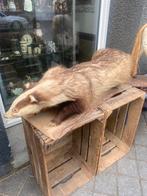 Mooi opgezette groot das op boomschors ( 1 meter ) groot., Verzamelen, Dierenverzamelingen, Ophalen of Verzenden, Zo goed als nieuw
