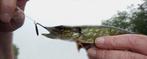 Deel 1) 4 sets van elk 4 stuks Forel Ruisvoorn Baarsspinners, Watersport en Boten, Ophalen of Verzenden, Nieuw, Complete set