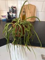 Epiphyllum Anguliger - Zaagcactus, Vaste plant, Halfschaduw, Zomer, Ophalen