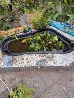 VIJVER 750 LITER MET POMP EN 5 GOUDVISSEN EN PLANTEN., Ophalen, Gebruikt