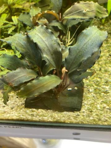 Bucephalandra superblue beschikbaar voor biedingen