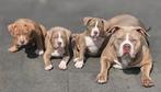 American bullys standaard pups, Dieren en Toebehoren, Rabiës (hondsdolheid), Overige rassen, 8 tot 15 weken, Meerdere