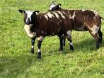Bonte dekram te koop zwoeger en scrapie vrij, Dieren en Toebehoren, Schapen, Geiten en Varkens, Mannelijk, Schaap, 0 tot 2 jaar