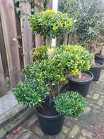 Ilex pon pon zeer mooi vertakt, Tuin en Terras, Planten | Tuinplanten, Ophalen of Verzenden, Overige soorten, Volle zon