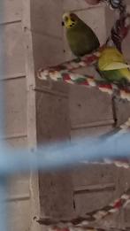 3 grasparkieten, 1 valk man en een dwerg kwartel man, Dieren en Toebehoren, Vogels | Parkieten en Papegaaien, Meerdere dieren
