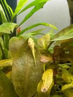 Ancistrus L144 (Lemon), Dieren en Toebehoren, Vissen | Aquariumvissen, Vis, Zoetwatervis