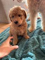 Labradoodle medium puppy's F3 mogen reeds het nest verlaten, Dieren en Toebehoren, Honden | Retrievers, Spaniëls en Waterhonden