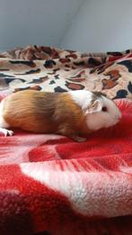 Cavia, Dieren en Toebehoren, Knaagdieren, November, Mannelijk, Cavia