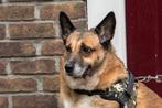 SUPER LIEF EN MAKKELIJK OUDER HONDJE ROOSJE 1 BROK LIEFDE, 6 jaar of ouder, Particulier, Rabiës (hondsdolheid), Buitenland