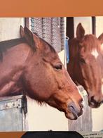 Paardenschilderij, Antiek en Kunst, Kunst | Schilderijen | Klassiek, Ophalen of Verzenden