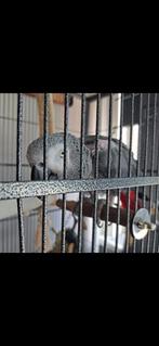 Grijze roodstaart Paco MET CITES PAPIEREN, Dieren en Toebehoren, Mannelijk, Papegaai, Pratend
