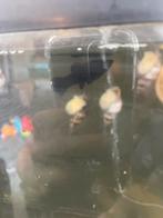 Slakken, Dieren en Toebehoren, Vissen | Aquariumvissen, Slak of Weekdier