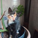 Lieve SCHOOT kittens, Dieren en Toebehoren, Katten en Kittens | Overige Katten, Meerdere dieren