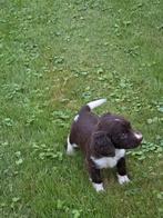 Friese stabij/heidewachtel pups, Parvo, Overige rassen, 8 tot 15 weken, Meerdere