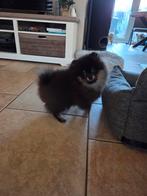 Pomeriaan pups met stamboom, Keeshond, 15 weken tot 1 jaar, Rabiës (hondsdolheid), Buitenland