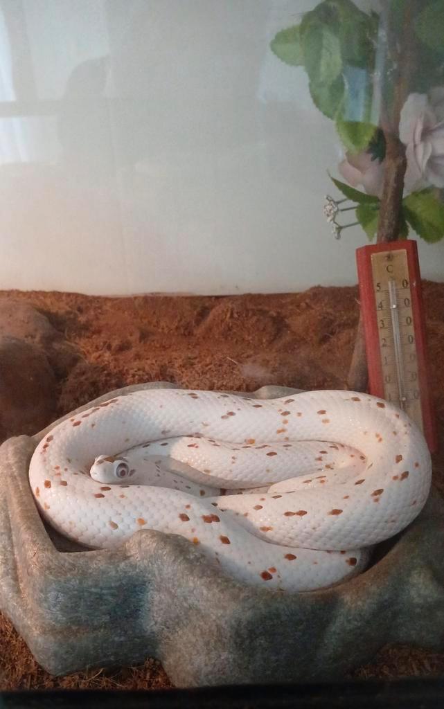 Rattenslang/korenslang palmetto