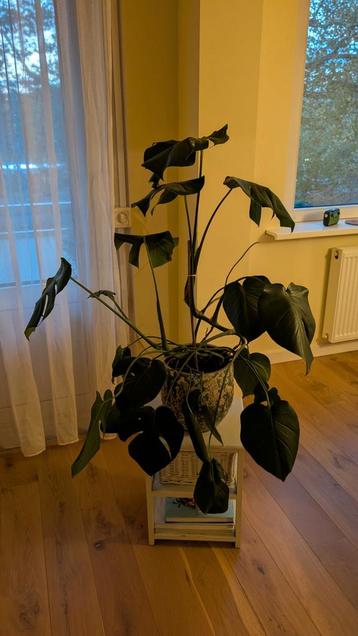 Mooie Monstera Deliciosa beschikbaar voor biedingen