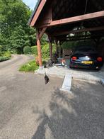 Superleuke Volkswagen New Beetle 1,4 Cabriolet Zwart Zwart, Auto's, Voorwielaandrijving, 74 pk, 4 cilinders, Cabriolet