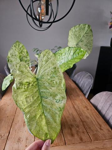 Alocasia macrorrhiza Splash Variegata beschikbaar voor biedingen