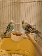 Parkieten, Meerdere dieren, Parkiet