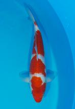 Tosai Goromo nu met SALE kweker Izumiya, Karper of Koi