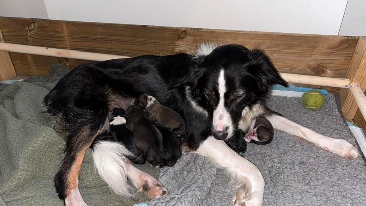 NOG 1 TEEFJE BordercollieXAustralian Shepherd, Dieren en Toebehoren, Honden | Herdershonden en Veedrijvers, Meerdere dieren, Collie