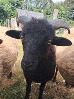 Ouessant ram, Dieren en Toebehoren, Schapen, Geiten en Varkens, Mannelijk, Schaap