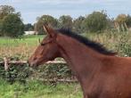 Ilegro x Dream Boy (elite sport) hengstveulen, Dieren en Toebehoren, Paarden, Minder dan 160 cm, Niet van toepassing, Dressuurpaard