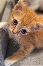 Lapjes poezen en oranje tijger kitten te koop, Dieren en Toebehoren, Katten en Kittens | Raskatten | Korthaar, Meerdere dieren