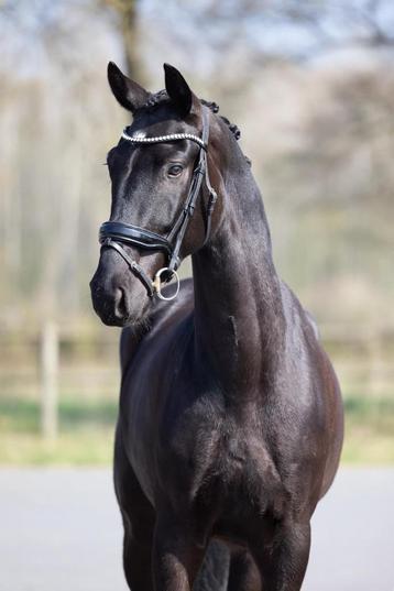 Mega knappe lieve Hamilton MK ( Willem) Hometown x Playboy beschikbaar voor biedingen