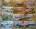 12 posters van diverse vissen afm. 42,5cmx28cm., Ophalen of Verzenden, A1 t/m A3