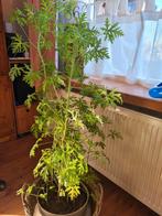 Grote Citroenplant - Mooie kamerplant!, Huis en Inrichting, Kamerplanten, Ophalen