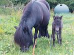 Zeer brave stamboek shetland pony met merry veulen, Dieren en Toebehoren, Paarden, Ruin, Minder dan 160 cm, Recreatiepaard