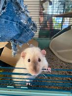 Tamme rat, Dieren en Toebehoren, Knaagdieren, Mannelijk, Rat, Voor 1 juli 2024, Tam