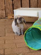 Lief NHD rammetje zoekt knuffelhuis, Dieren en Toebehoren, Mannelijk, Dwerg, Hangoor, 0 tot 2 jaar