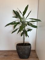 Countryfield Bloempot met Plant, Tuin en Terras, Vaste plant, Bloeit niet, Halfschaduw, Ophalen