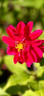 Dahlia 54, Ophalen, Overige soorten, Volle zon