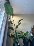 Prachtige Strelitzia nicolai (Paradijsvogelbloem), Volle zon, Vaste plant, Zomer, Ophalen
