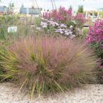 Liefdesgras - Eragrostis Spectabilis P9, Tuin en Terras, Ophalen of Verzenden, Zomer, Volle zon