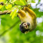 4 kaartjes voor de Apenheul, Tickets en Kaartjes, Recreatie | Dierentuinen, Twee personen, Ticket of Toegangskaart