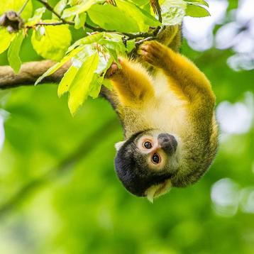4 kaartjes voor de Apenheul beschikbaar voor biedingen
