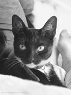 2 lieve jong volwassen katten, Dieren en Toebehoren, Katten en Kittens | Overige Katten, Kater