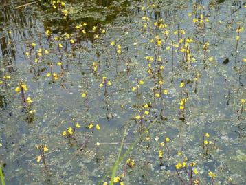 GEZOCHT: (stekje) Blaasjeskruid (Utricularia vulgaris) beschikbaar voor biedingen