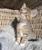 Te koop Lieve aanhankelijke kittens, cyper/zwart, Dieren en Toebehoren, Katten en Kittens | Overige Katten, Meerdere dieren, Kortharig