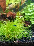 Blauwe garnalen, Dieren en Toebehoren, Kreeft, Krab of Garnaal