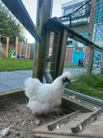 Zijdehoen kriel kip hen, Dieren en Toebehoren, Pluimvee, Vrouwelijk, Kip