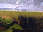 Drijfplantjes aquarium, Ophalen of Verzenden, Nieuw, Plant(en), Steen of Hout