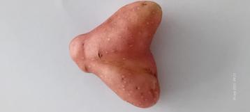  Te koop: unieke hartvormige aardappel beschikbaar voor biedingen